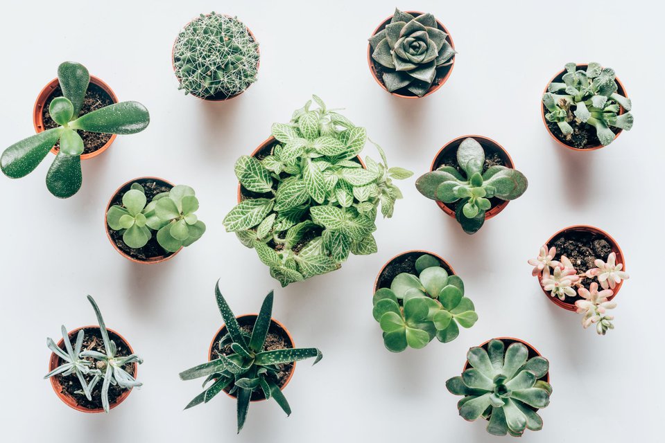 pot plants